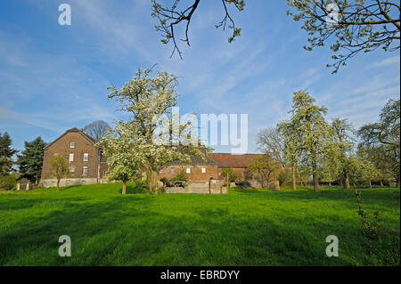 gemeinsamen Birne (Pyrus Communis), blühende Obstbäume im Bauernhaus, Loehnen, Niederrhein, Nordrhein-Westfalen, Deutschland Stockfoto