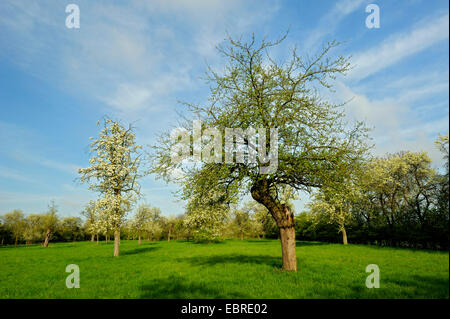 gemeinsamen Birne (Pyrus Communis), blühende Obstbäume auf einer Wiese Loehnen, Niederrhein, Nordrhein-Westfalen, Deutschland Stockfoto