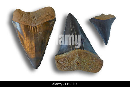 weißer Hai (Carcharodon Carcharias, Carcharodon Rondeletii), Haifischzähne Stockfoto