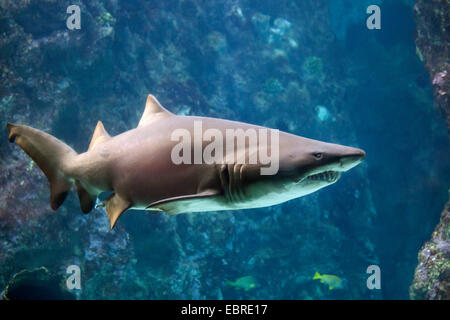 Sand, Sand Tigerhai, Sandtiger Shark, grauer Ammenhai (Eugomphodus Taurus, Carcharias Taurus, Carcharias Arenarius, Odontaspis Taurus), Hai, Schwimmen Stockfoto