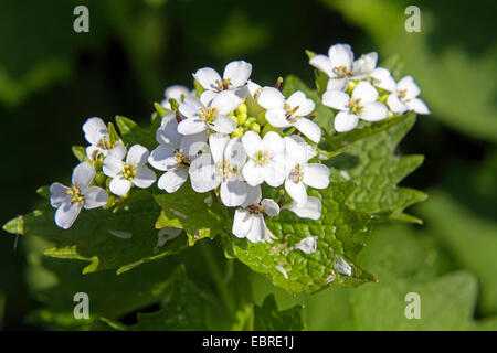 Knoblauchsrauke, Hedge Knoblauch, Jack-von-der-Hecke (Alliaria Petiolata), Blumen, Deutschland