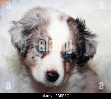 Miniatur Australian Shepherd (Canis Lupus F. Familiaris), sechs Wochen alten Welpen, Blue Merle Stockfoto