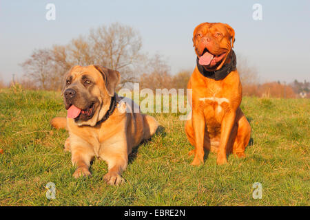 Dogge de Bordeaux (Canis Lupus F. Familiaris), Dogge de Bordeaux zusammen mit Cane Corso auf einer Wiese, Deutschland Stockfoto
