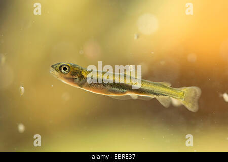 Huchen, Huchen (Hucho Hucho), mit Larven Fin Naht, Deutschland Stockfoto