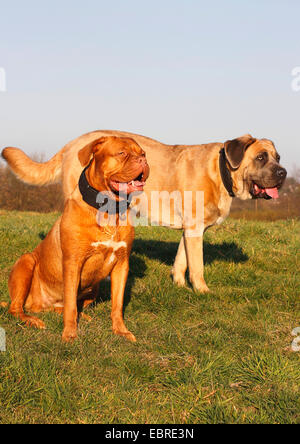 Dogge de Bordeaux (Canis Lupus F. Familiaris), Dogge de Bordeaux zusammen mit Cane Corso auf einer Wiese, Deutschland Stockfoto