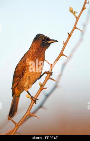 Garten-Bülbül, gemeinsame Bulbul (Pycnonotus Barbatus), sitzt auf einem dornigen Zweig, Südafrika, North West Province, Pilanesberg Nationalpark Stockfoto