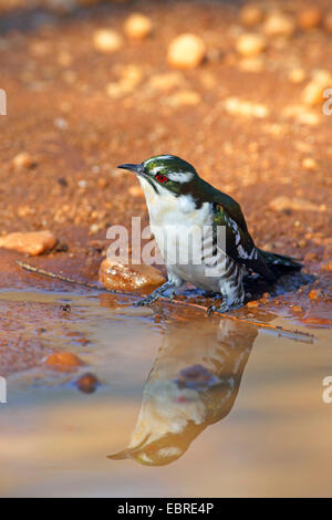 Didric Kuckuck (Chrysococcyx Caprius), sitzen an einem Wasserloch, Südafrika, North West Province, Pilanesberg Nationalpark Stockfoto