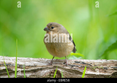 Gimpel, eurasische Gimpel, nördlichen Gimpel (Pyrrhula Pyrrhula), junge Frau auf einem Baumstamm, Deutschland, Nordrhein-Westfalen Stockfoto