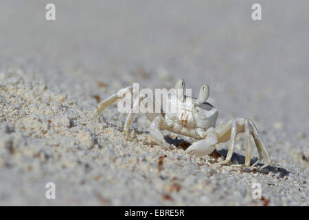 Ghost-Krabbe (Ocypode Cordimana, Ocypode Cordimanus), juvenile Krabben zu Fuß auf dem sandigen Strand, Seychellen, Bird Island Stockfoto