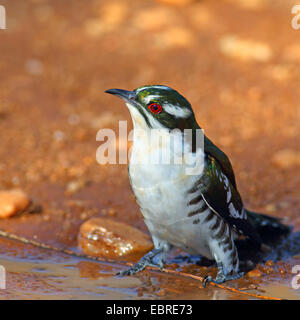 Didric Kuckuck (Chrysococcyx Caprius), sitzen an einem Wasserloch, Südafrika, North West Province, Pilanesberg Nationalpark Stockfoto