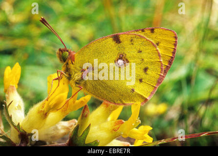 Bergers getrübt gelb (Colias Australis, Colias Alfacariensis), Scorpion Senna, Italien, Südtirol, Dolomiten Stockfoto