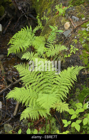 Lady Farn, gemeinsame Dame-Farn (entstanden Filix-Femina), der Wald Boden, Deutschland, Bayern, Nationalpark Bayerischer Wald Stockfoto