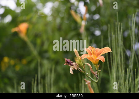 gemeinsamen Taglilie, Tawny Taglilien, gelbe Taglilien, orange Taglilien (Hemerocallis Fulva), einzelne Blume in einem Blütenstand Stockfoto