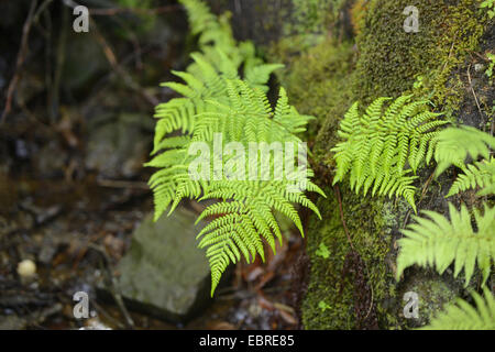 Lady Farn, gemeinsame Dame-Farn (entstanden Filix-Femina), der Wald Boden, Deutschland, Bayern, Nationalpark Bayerischer Wald Stockfoto