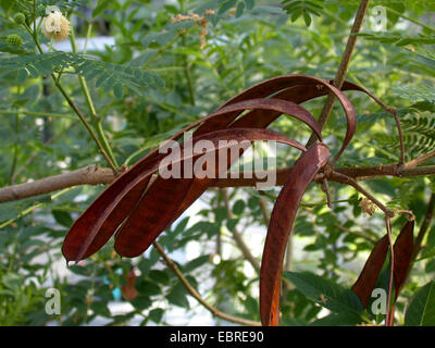 Weiße Leadtree, wilde Tamarinde, Jumbay, weiße Popinac (Leucaena Leucocephala), Reife Früchte Stockfoto