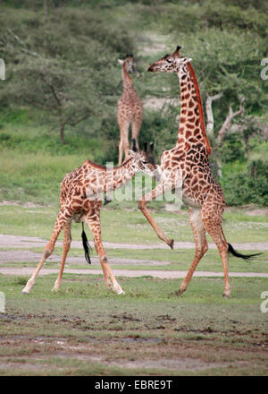 Masai-Giraffe (Giraffa Plancius Tippelskirchi), kämpfen Giraffen, Tansania, Serengeti Nationalpark Stockfoto