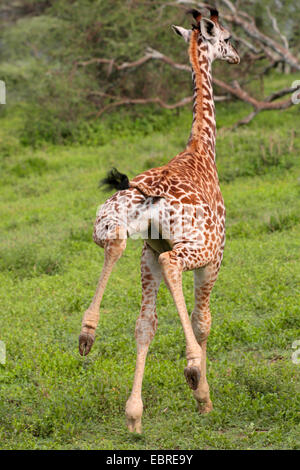 Masai-Giraffe (Giraffa Plancius Tippelskirchi), Rückansicht eines laufenden Jugendlichen, Tansania, Serengeti Nationalpark Stockfoto