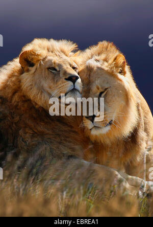 Löwe (Panthera Leo), zwei smooching Löwen, Tansania, Serengeti Nationalpark Stockfoto