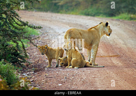 Löwe (Panthera Leo), Löwin mit drei Babys auf einer Straße, Tansania, Serengeti Nationalpark Stockfoto