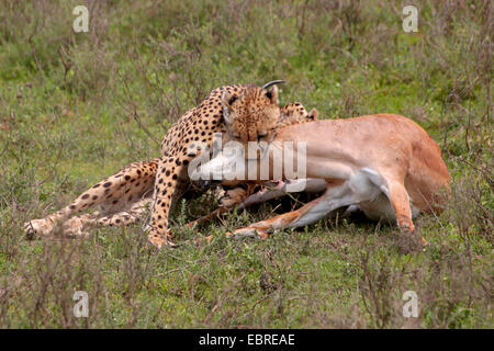 Gepard (Acinonyx Jubatus), mit Gefangenen Grant es Gazelle, Tansania, Serengeti Nationalpark Stockfoto