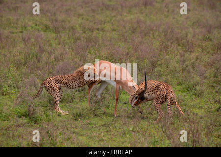 Gepard (Acinonyx Jubatus), zwei Geparden mit Gefangenen Grant es Gazelle, Tansania, Serengeti Nationalpark Stockfoto