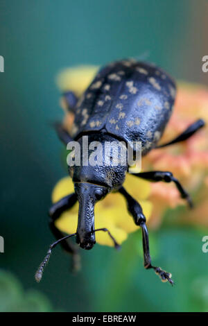 Liparus Glabrirostris (Liparus Glabrirostris), auf einer Blume, Deutschland Stockfoto