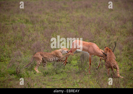 Gepard (Acinonyx Jubatus), zwei Geparden mit Gefangenen Grant es Gazelle, Tansania, Serengeti Nationalpark Stockfoto