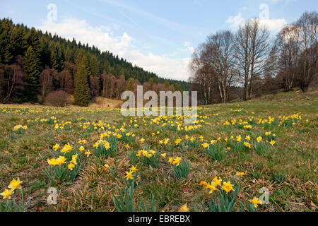 gemeinsamen Narzisse (Narcissus Pseudonarcissus), wilde Narzissen in Perlenbach Valley, Perlenbachtal, Deutschland, Nordrhein-Westfalen, Eifel Nationalpark Stockfoto