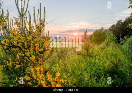 Scotch-Ginster (Cytisus Scoparius Sarothamnus Scoparius), blühen bei Sonnenuntergang im Frühling, Deutschland, Bayern, Oberpfalz Stockfoto