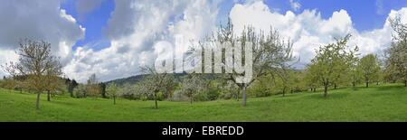 blühende Obstplantage, Deutschland, Bayern, Oberpfalz Stockfoto