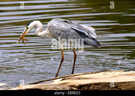 Graureiher (Ardea Cinerea), mit Gefangenen Frosch in Rechnung, Kenia, Masai Mara Nationalpark Stockfoto