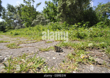 Europäischen gemeinsamen Kröte (Bufo Bufo), sitzen auf gepflasterten Straße Stockfoto