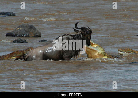 Nil-Krokodil (Crocodylus Niloticus), Krokodile, Gnus, Mara River, Kenia, Masai Mara Nationalpark angreifen Stockfoto