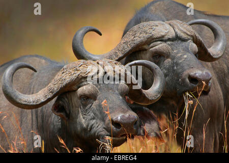 Afrikanischer Büffel (Syncerus Caffer), Portrait von zwei Büffel, Kenia, Masai Mara Nationalpark Stockfoto