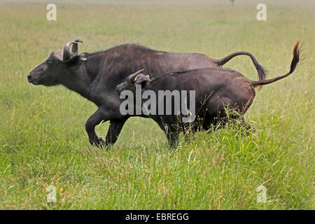 Afrikanischer Büffel (Syncerus Caffer), weibliche und Kalb läuft in Savanne, Kenia, Masai Mara Nationalpark Stockfoto