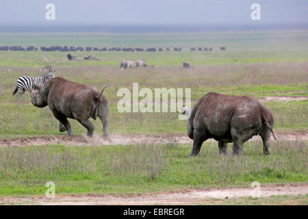 schwarze Nashorn, süchtig-lippige Rhinoceros durchsuchen Nashorn (Diceros Bicornis), schwarze Nashorn greift Rivalen, Tansania, Serengeti Nationalpark Stockfoto