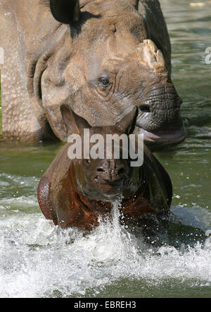 Größere Panzernashorn, Great Indian One gehörnten Nashorn (Rhinoceros Unicornis), weiblich mit Welpen im seichten Wasser Stockfoto