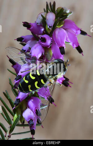 Kohl-Blattlaus schweben fliegen (Scaeva Pyrastri), Winter-Heide, Deutschland Stockfoto