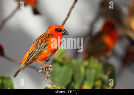 Madagassische rote Fody (Foudia Madagascariensis), männliche sitzt in einem Busch, Seychellen, Praslin Stockfoto