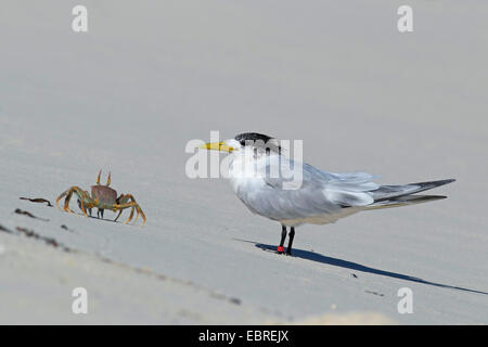 größere crested Seeschwalbe (Thalasseus Bergii, Sterna Bergii), stehen am Ufer mit einem Seespinnen, Seychellen, Bird Island Stockfoto