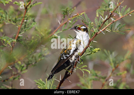 Didric Kuckuck (Chrysococcyx Caprius), sitzt in einem Dornenbusch, Südafrika, North West Province, Pilanesberg Nationalpark Stockfoto