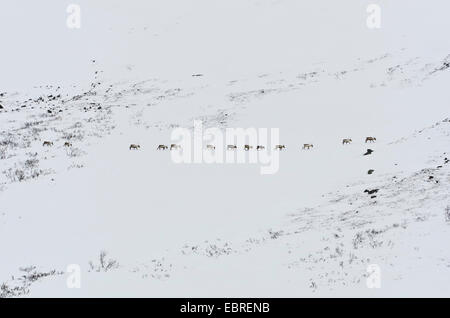 Europäische Rentier, Europäischen (Rangifer tarandus tarandus Caribou), Gruppe im verschneiten Stuor Reaiddßvßggi Tal, Schweden, Lappland, Norrbotten, Kebnekaisefjaell Stockfoto