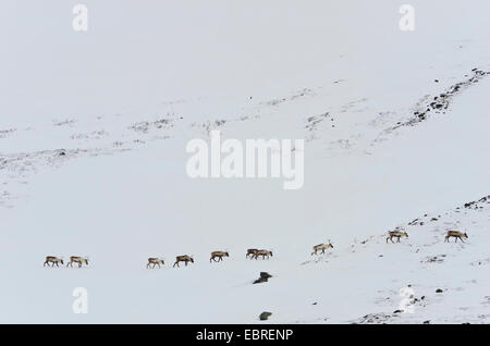 Europäische Rentier, Europäischen (Rangifer tarandus tarandus Caribou), Gruppe im verschneiten Stuor Reaiddßvßggi Tal, Schweden, Lappland, Norrbotten, Kebnekaisefjaell Stockfoto