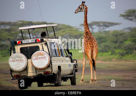 Masai-Giraffe (Giraffa Plancius Tippelskirchi), Giraffe neben einer Safari Jeep, Tansania, Serengeti National Park Stockfoto