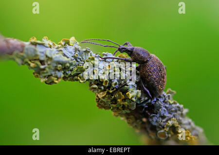 Cine Rüsselkäfer, schwarzer Dickmaulrüssler, Europäische Dickmaulrüssler (Otiorhynchus Sulcatus, Brachyrhinus Sulcatus), auf einem Zweig mit Flechten, Deutschland Stockfoto