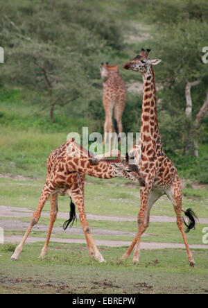 Masai-Giraffe (Giraffa Plancius Tippelskirchi), kämpfen Giraffen, Tansania, Serengeti Nationalpark Stockfoto