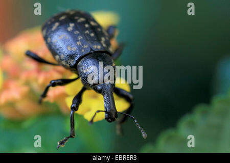 Liparus Glabrirostris (Liparus Glabrirostris), auf einer Blume, Deutschland Stockfoto