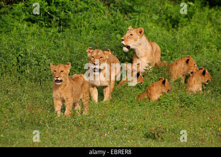 Löwe (Panthera Leo), Löwinnen mit Jungtieren, Tansania, Serengeti Nationalpark Stockfoto