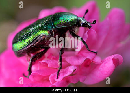 Rose Chafer (Cetonia Aurata), sittin auf eine rosa Blume Stockfoto