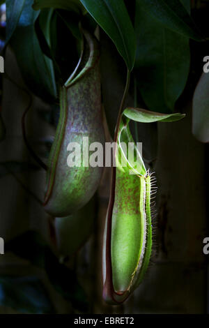 Kannenpflanze (Nepenthes Alata), fangen bei Gegenlicht Stockfoto